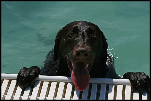 dog in pool photo: oh, PLEEEASE? beggingdog.jpg