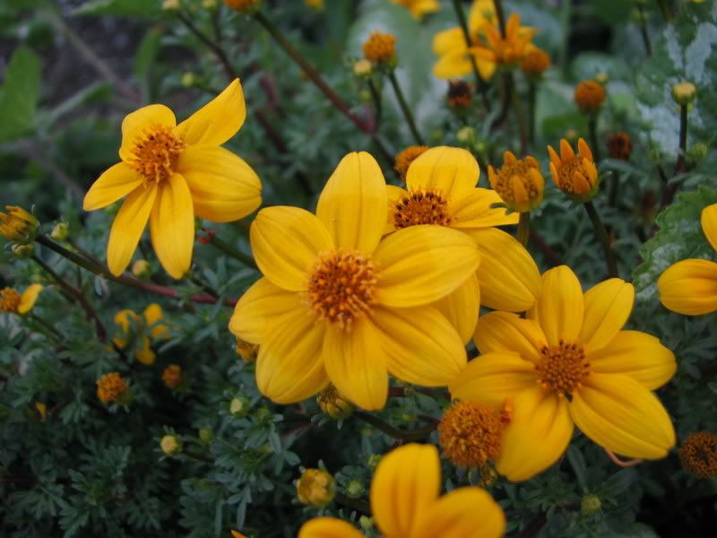 صورة 29:صور ورود صفراء yellow flowers