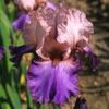 Iris-Karen.jpg