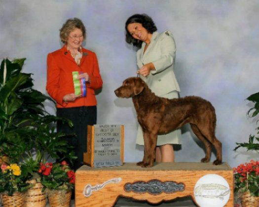 Reid_ShowPic_Gundogbreeders