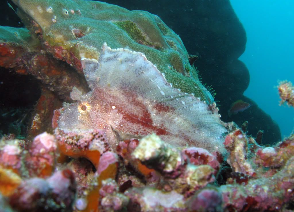 leafscorpionfish.jpg
