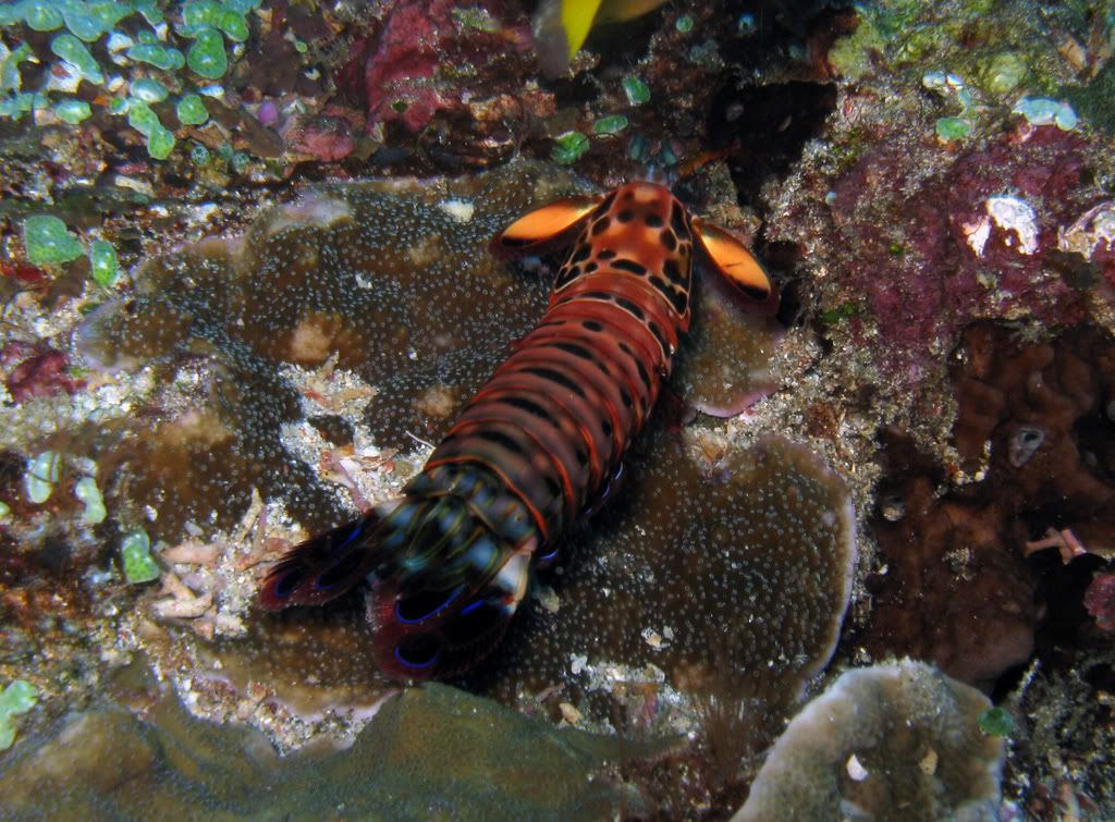 mantisshrimp.jpg