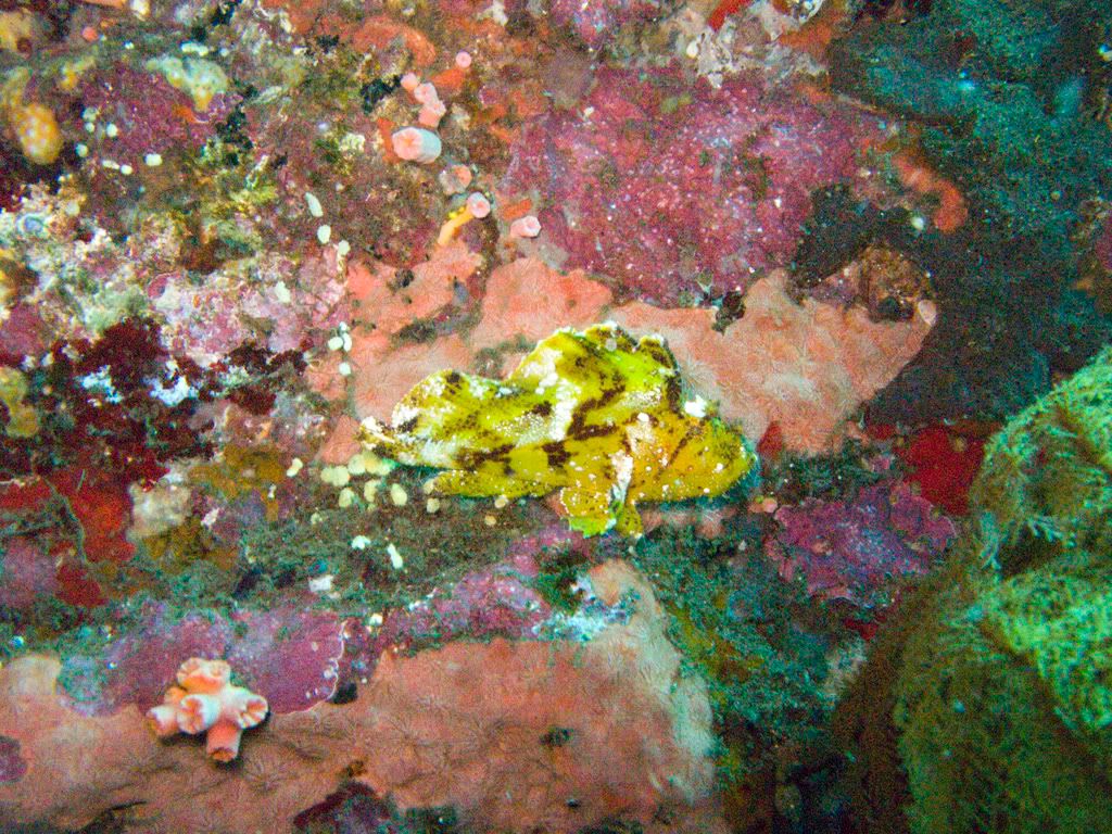 yellowleafscorpionfish.jpg