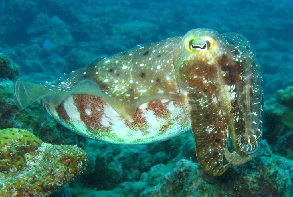 cuttlefish.jpg