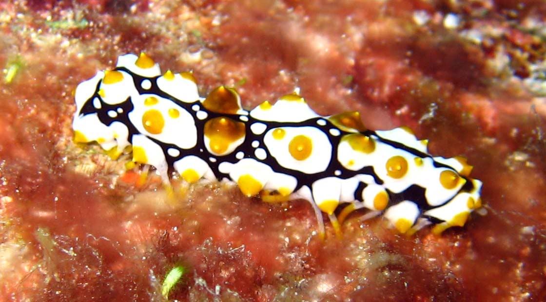 nudi.jpg