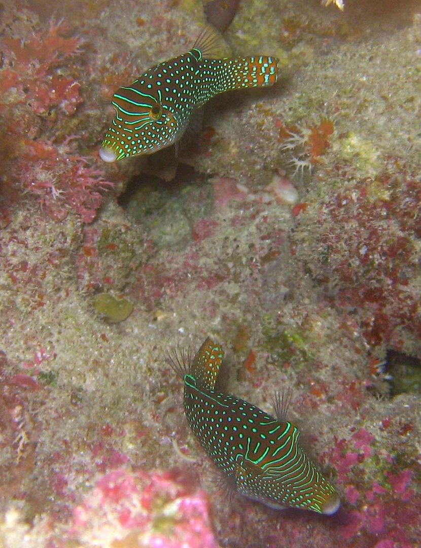 unknownfilefish.jpg