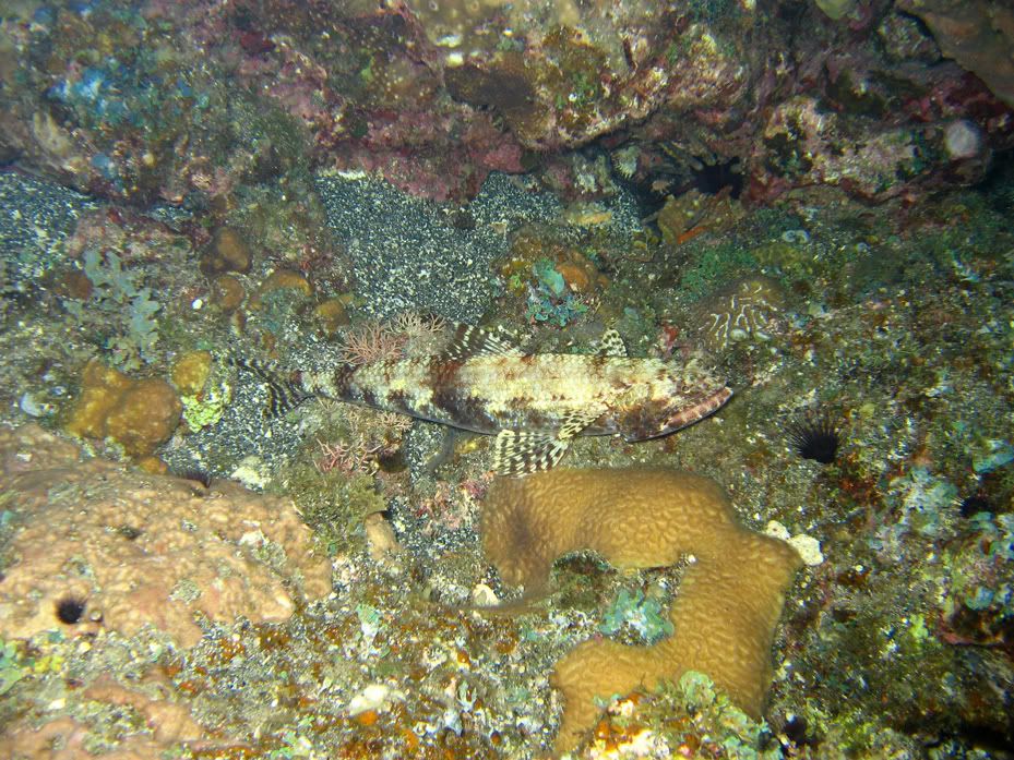 lizardfish.jpg