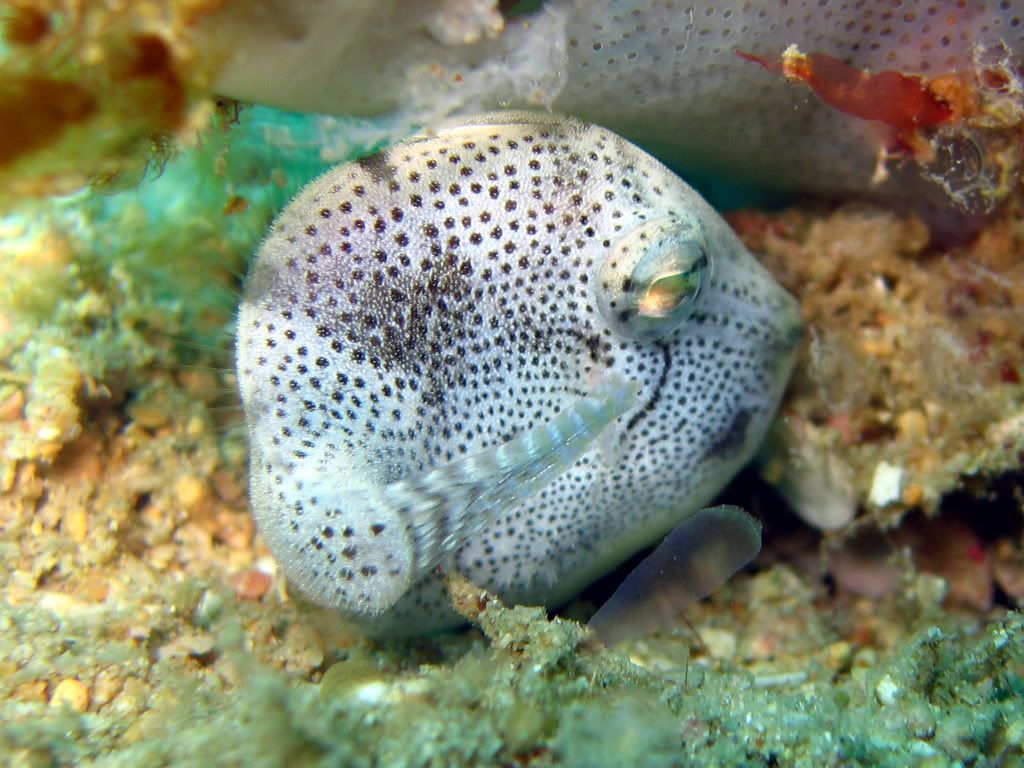 babyfrogfish.jpg