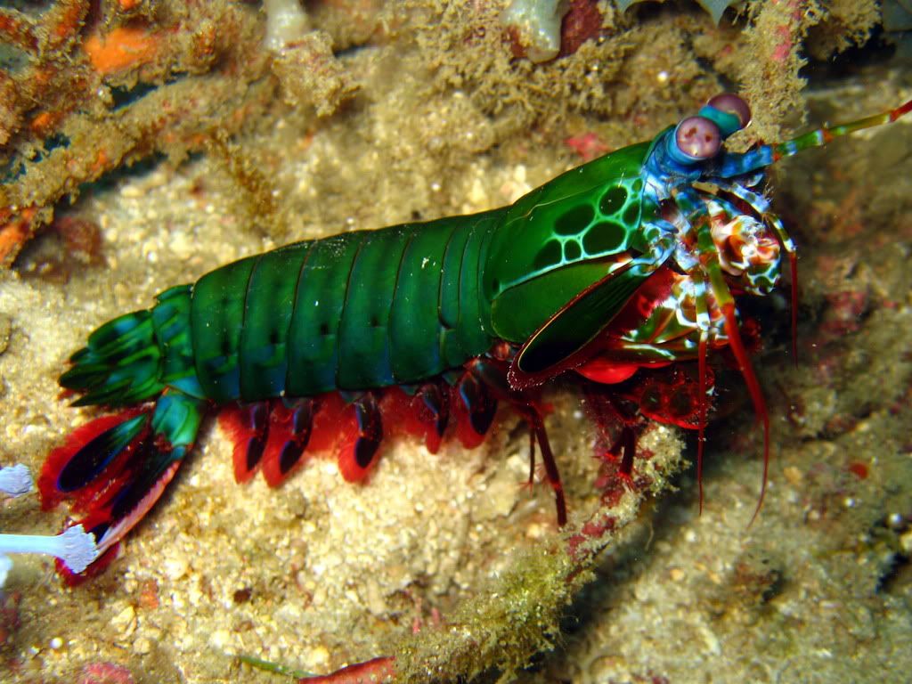 mantisshrimp1.jpg