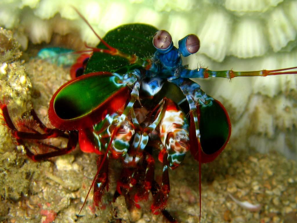 mantisshrimp2.jpg
