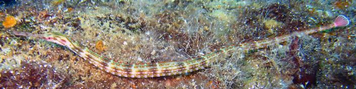 pipefish.jpg