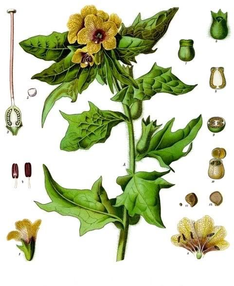 henbane Pictures, Images and Photos