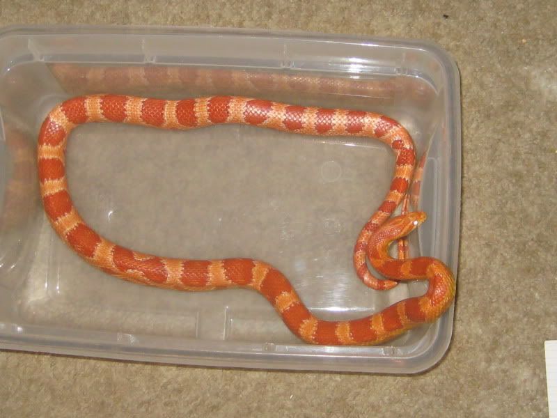 How To Tell A Corn Snakes Gender
