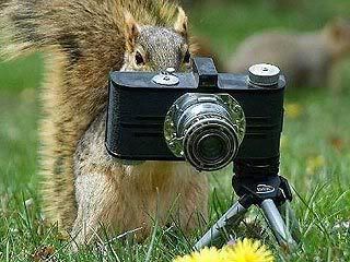 Photo Sharing and Video Hosting at Photobucket