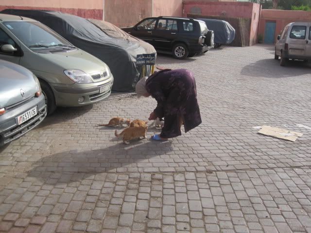 Мароккотики