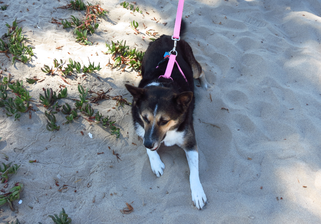 [Image: VeniceBeachCalifornia-KitaAtVeniceBeach1-Sept102014.png]