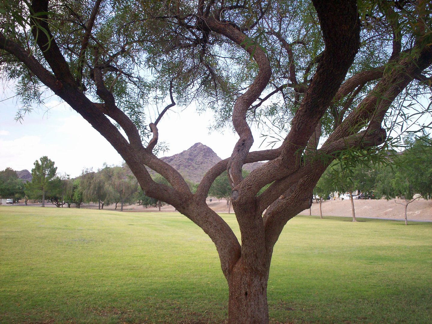 [Image: ChristyCovePark-mountainthroughtree-1.jpg~original]