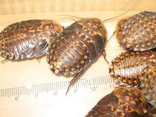 Feeder Roaches Blaberus Sp On Sale Reptile Forums