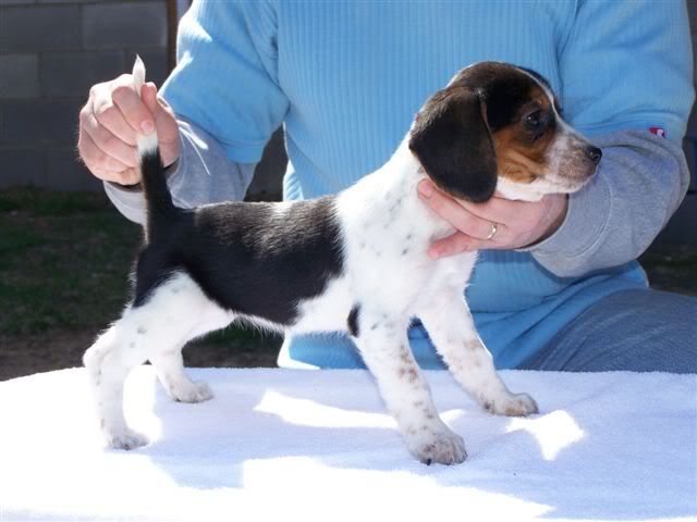 northway beagles for sale
