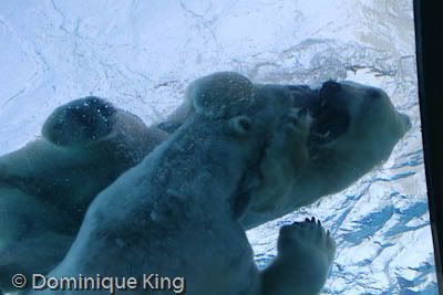 Polar pals at the Detroit Zoo