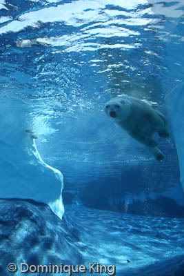Polar pals at the Detroit Zoo