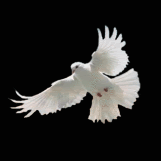 Holy Spirit Dove Pictures, Images and Photos