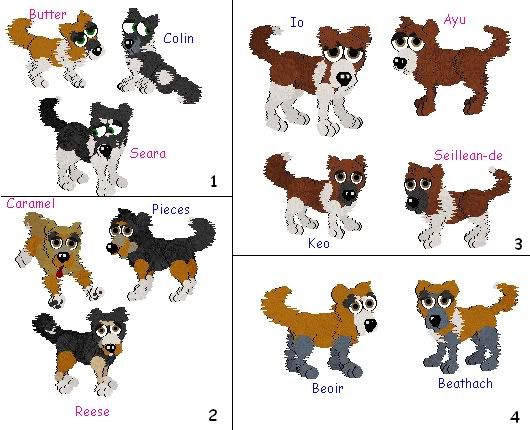 Corgi Wolf Mix Corgi Wolf Mix
