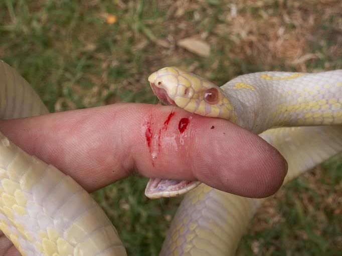 snakebite3.jpg