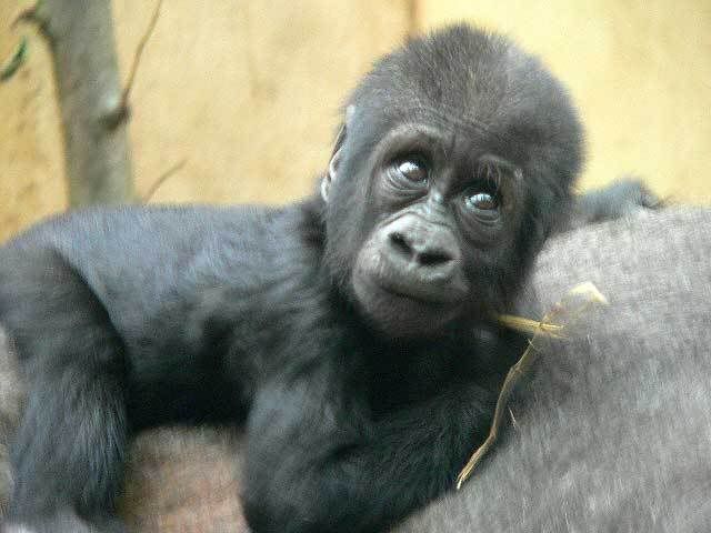 gorilla-baby.jpg