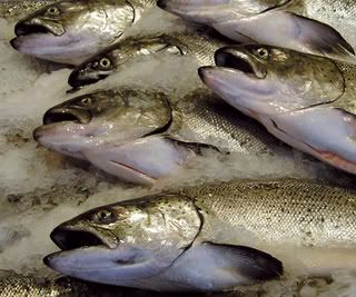Forum Image: http://i146.photobucket.com/albums/r251/hlpphotos/Salmon.jpg
