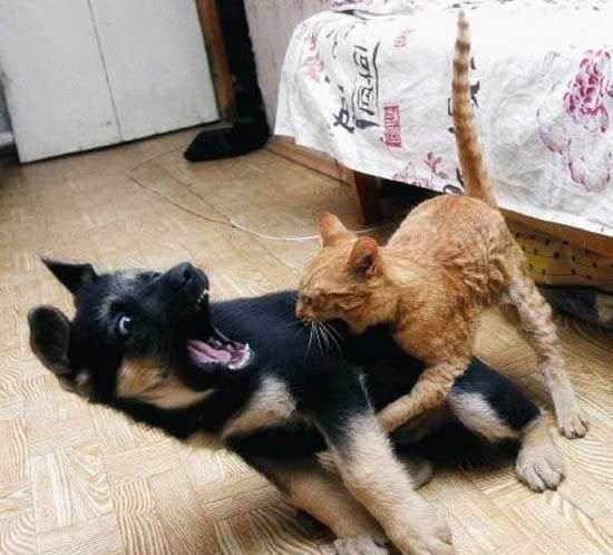 [Image: cat-bite-dog.jpg]