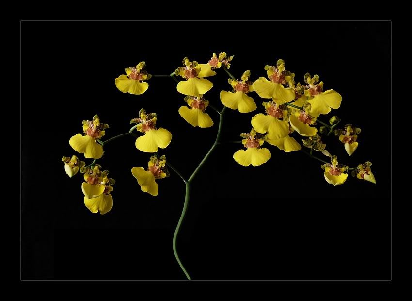 Discussie: Tijgerorchidee