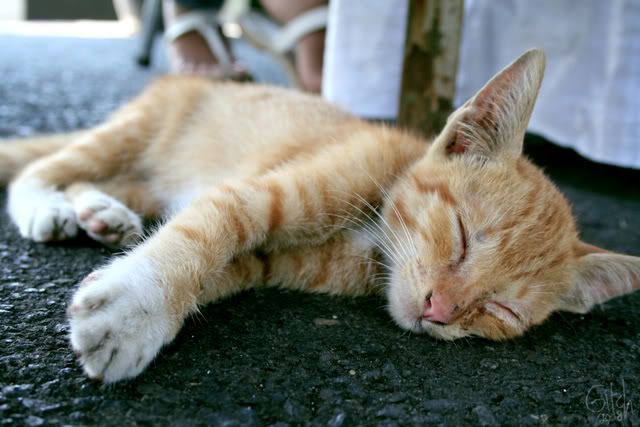 Share Foto Fauna Detikforum