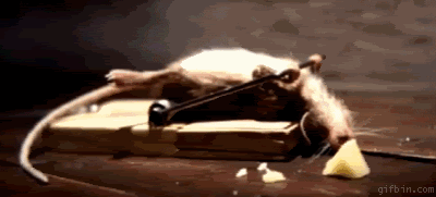 1266860156_mouse_benchpressing_trap.gif