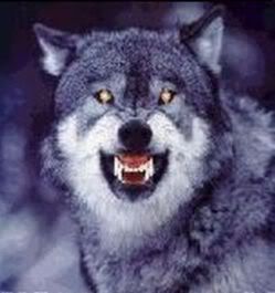 http://i146.photobucket.com/albums/r256/yay_022/wolf20eyes-1.jpg