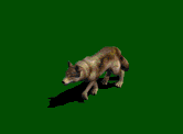 on the prowl Pictures, Images and Photos