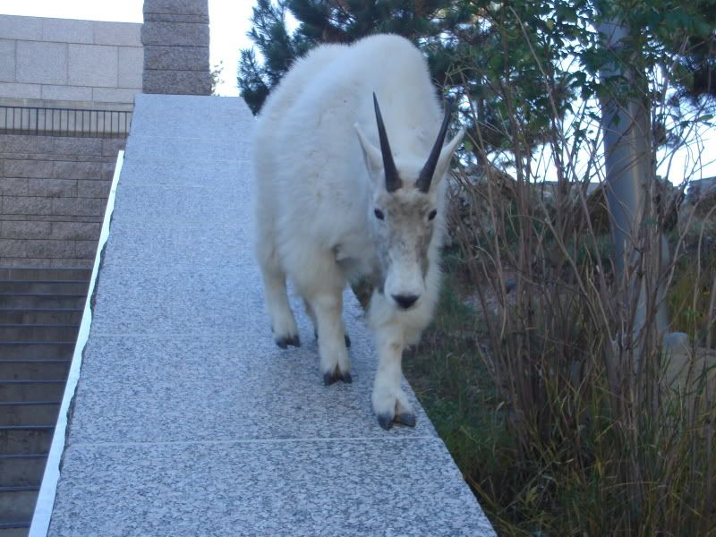 Mountain Goat @ Mount Rushmore