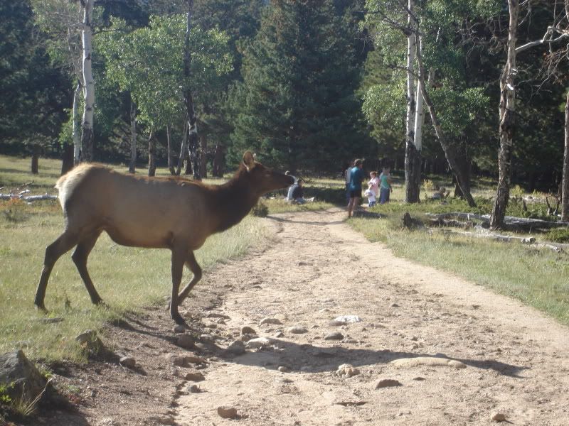 Path in Rocky Mountain Park - wildlife walks within a few feet
