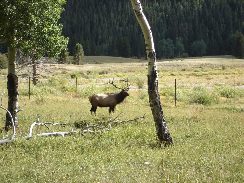 Bull elk at Rocky Mountain National Park