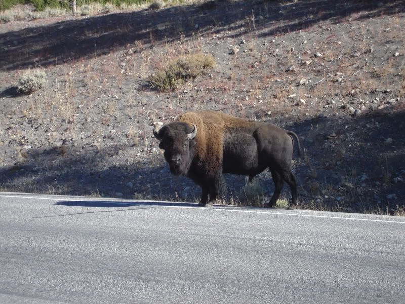 Bison in road @ Yellowstone