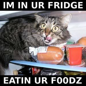 ass playlist create myspace playlist mixpod hyper case told care fridge cat Pictures, Images and Photos