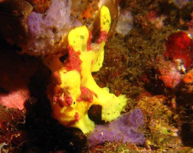 clownfrogfish1.jpg