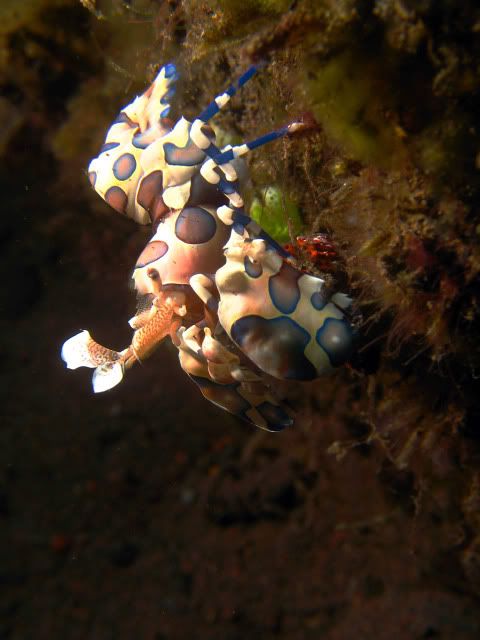 harlequinshrimp6.jpg