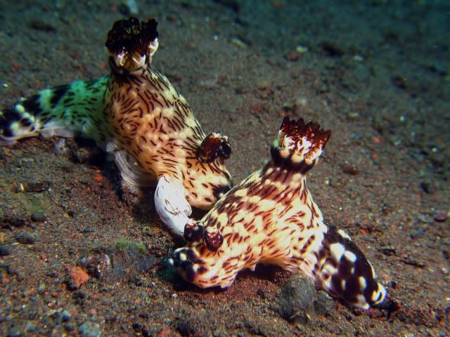 nudi1.jpg