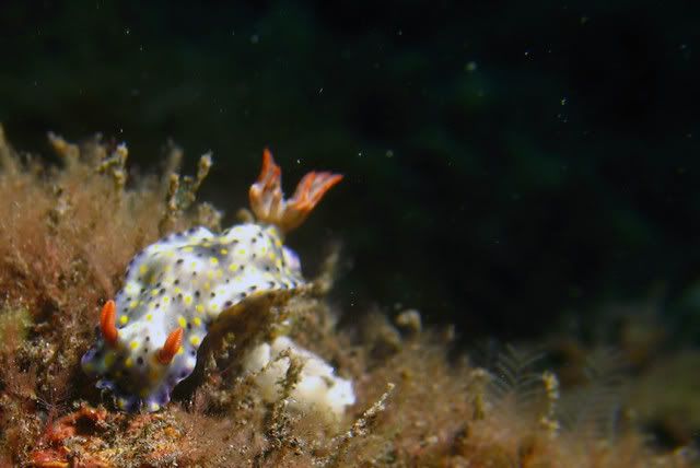 nudi6.jpg