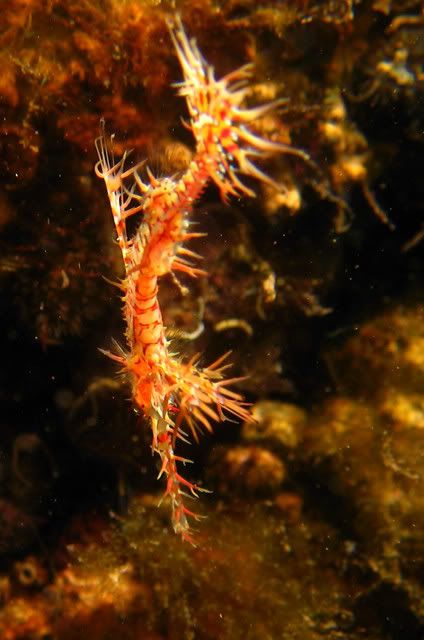 ornateghostpipefish2.jpg