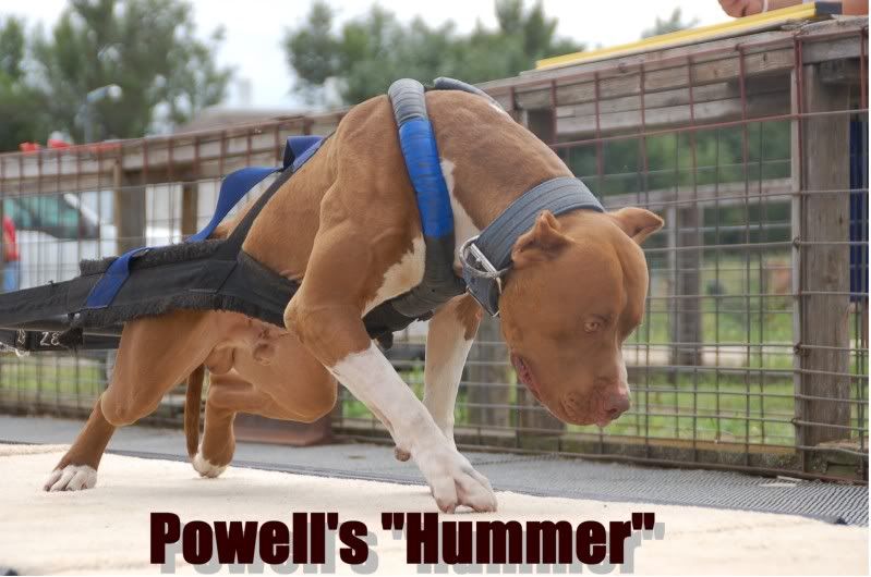 hummer.jpg