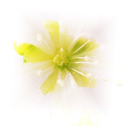  photo flytrapflower3copy.jpg