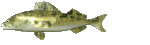 walleye Pictures, Images and Photos