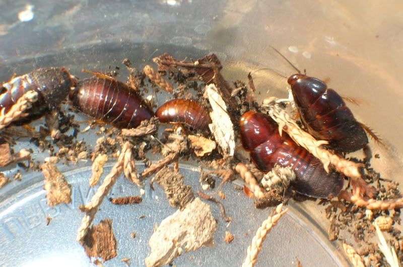 Need Roach Id Arachnoboards